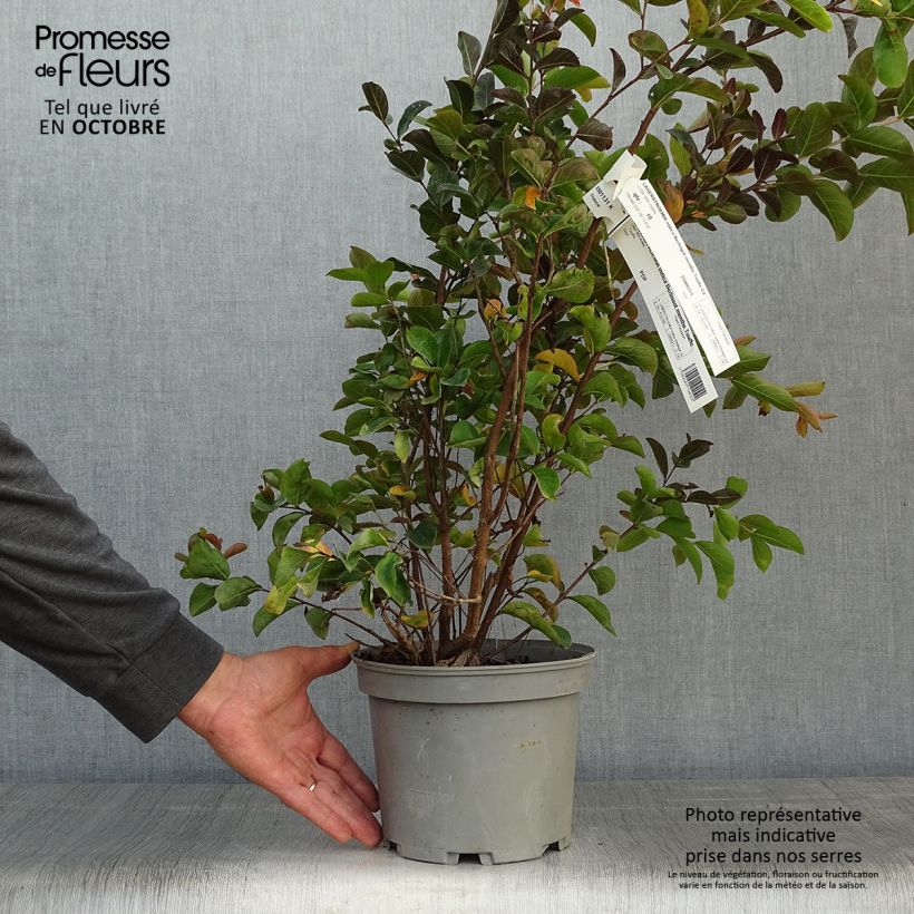 Lagerstroemia indica Berlingot Menthe - Crape Myrtle 3L/4L pot sample as delivered in autumn