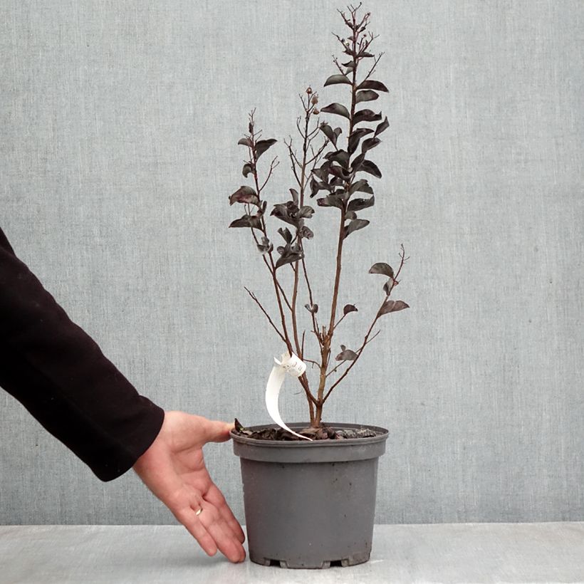 Lagerstroemia indica Black Solitaire Pure White - Crape Myrtle 3L/4L pot sample as delivered in autumn