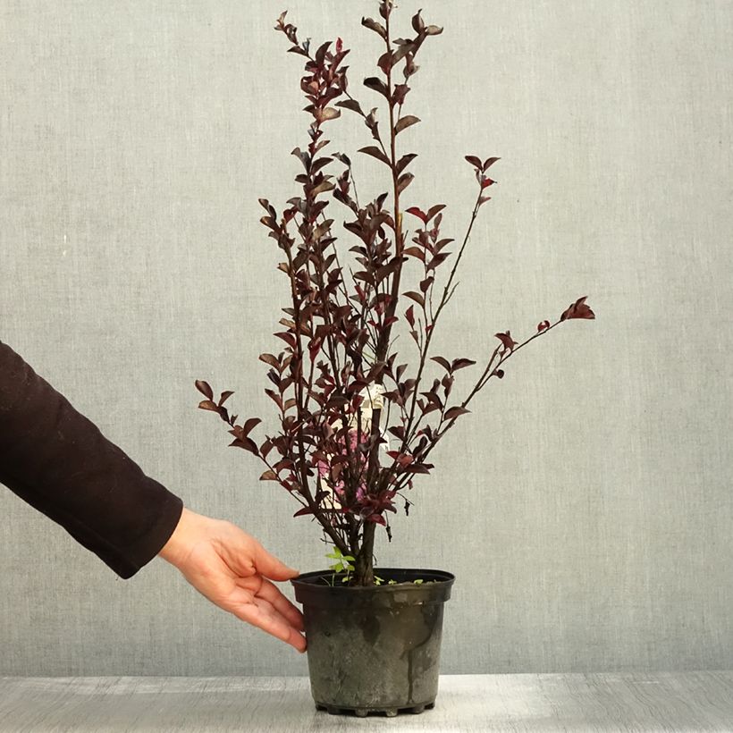 Lagerstroemia indica Black Solitaire Purely Purple - Crape Myrtle 3L/4L pot sample as delivered in autumn