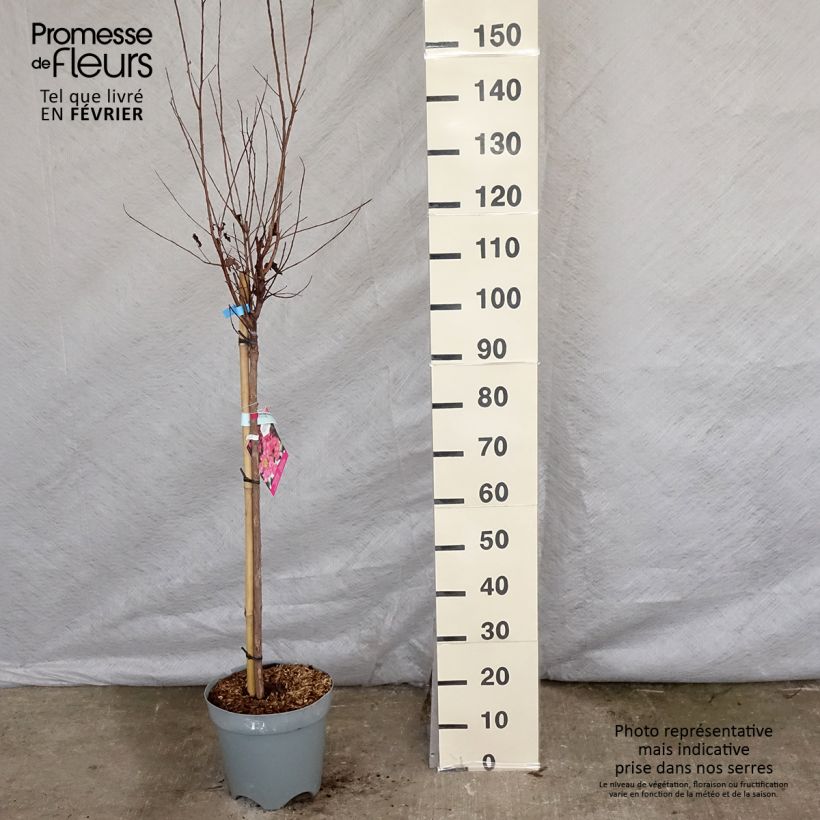 Lagerstroemia indica Black Solitaire Shell Pink - Crape Myrtle 7.5L/10L pot sample as delivered in winter