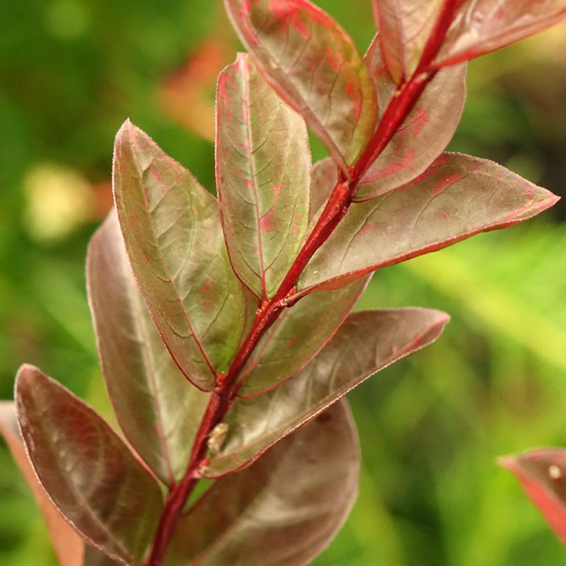 Lagerstroemia indica Black Solitaire Blush - Crape Myrtle (Foliage)
