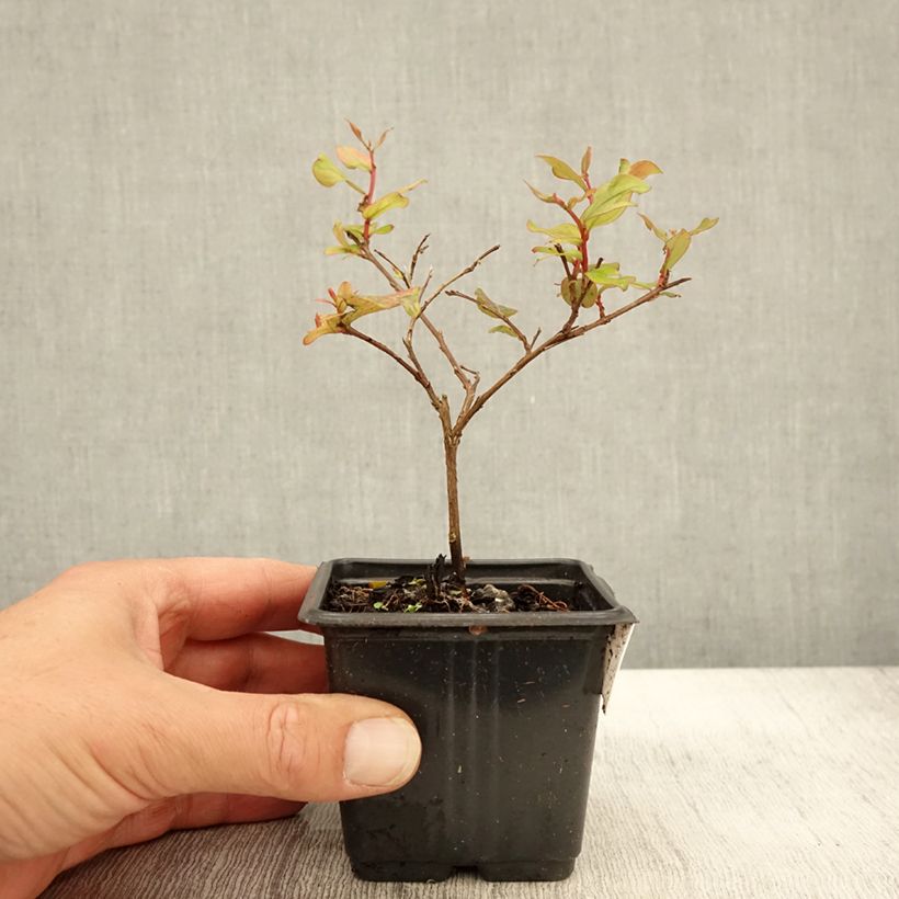 Lagerstroemia indica Cherry Lelaro - Crape Myrtle 8/9 cm pot sample as delivered in autumn