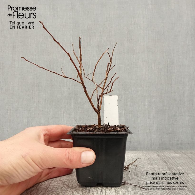 Lagerstroemia indica Cherry Lelaro - Crape Myrtle 8/9 cm pot sample as delivered in winter