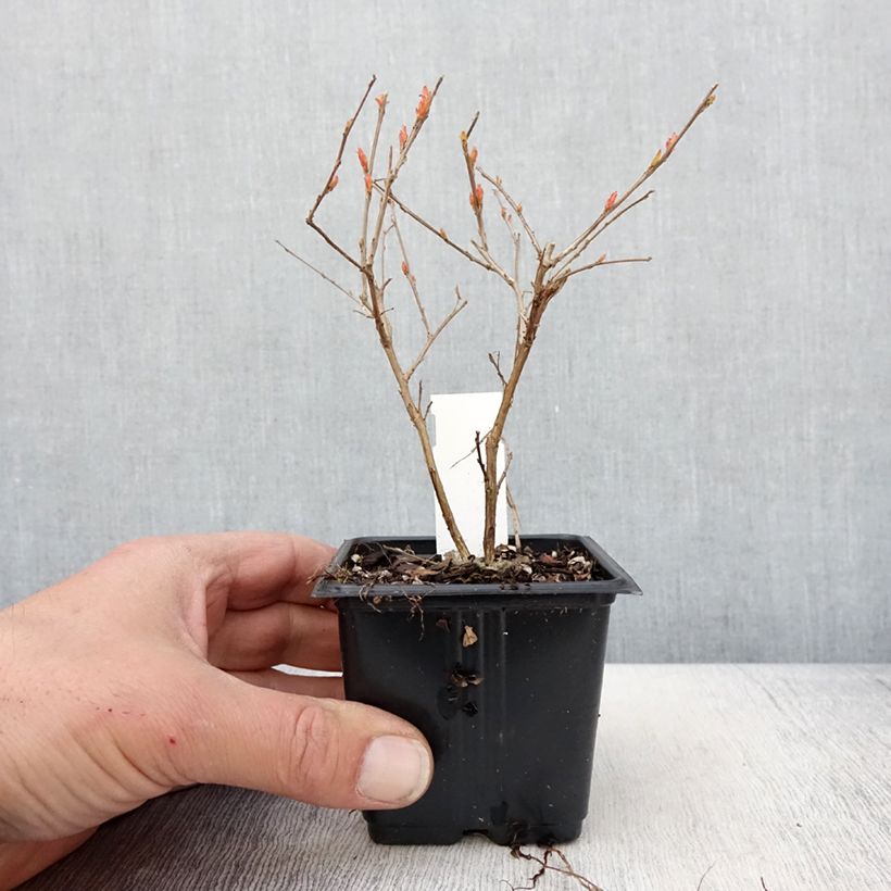 Lagerstroemia indica Cherry Lelaro - Crape Myrtle 8/9 cm pot sample as delivered in spring