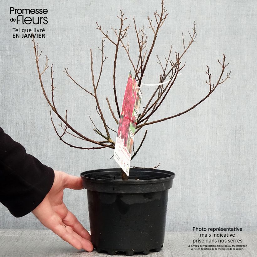 Lagerstroemia indica Play It Again Double Feature - Crape Myrtle 2L/3L pot sample as delivered in winter