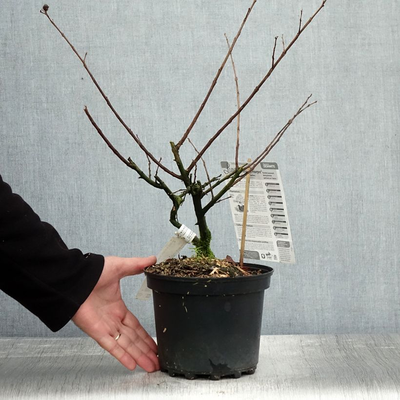 Lagerstroemia indica Périgord Pourpre - Crape Myrtle 3L/4L pot sample as delivered in autumn