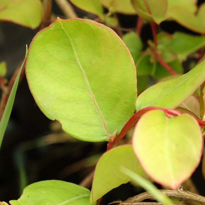 Lagerstroemia indica Petite Snow (Foliage)