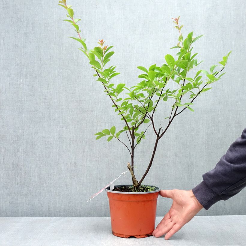 Lagerstroemia indica Pink Grand Sud - Crape Myrtle 3L/4L pot sample as delivered in spring