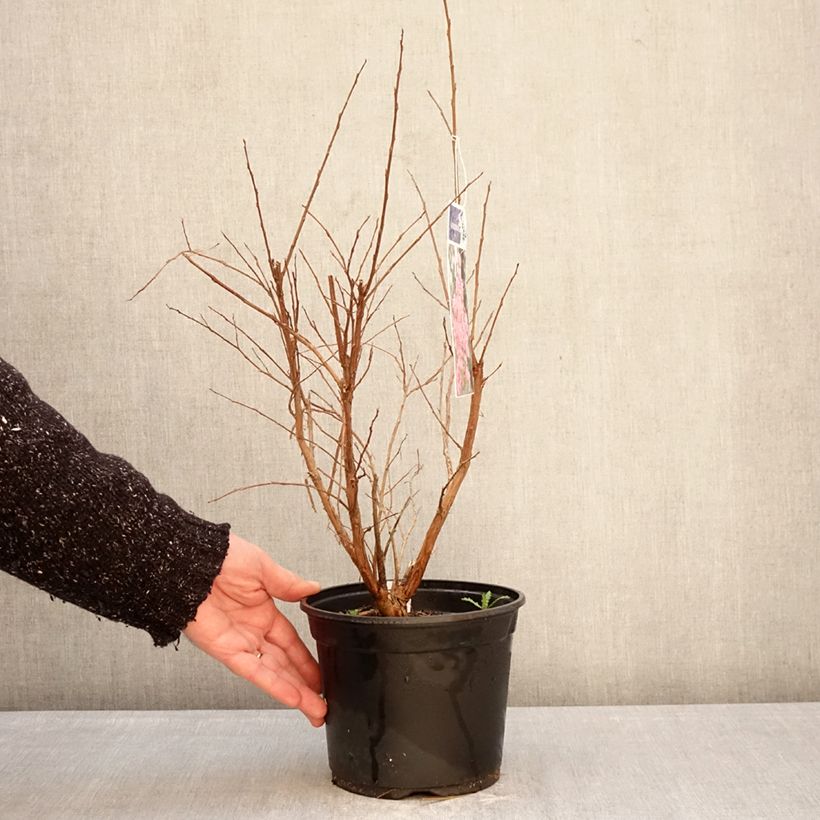 Lagerstroemia indica Pink Grand Sud - Crape Myrtle 3L/4L pot, Bush sample as delivered in winter
