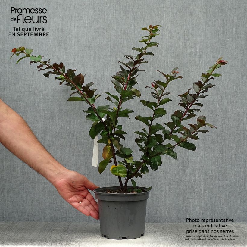 Lagerstroemia indica Pink Velours - Crape Myrtle 3L/4L pot sample as delivered in autumn