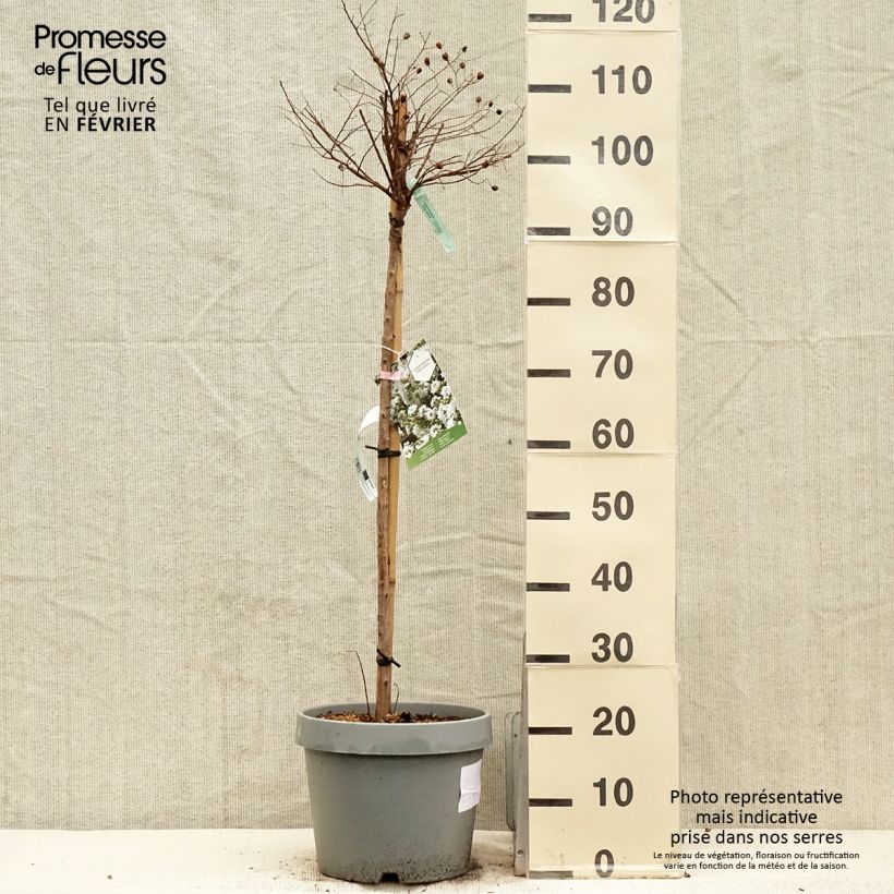 Lagerstroemia indica Pixie White - Crape Myrtle 7.5L/10L pot sample as delivered in winter