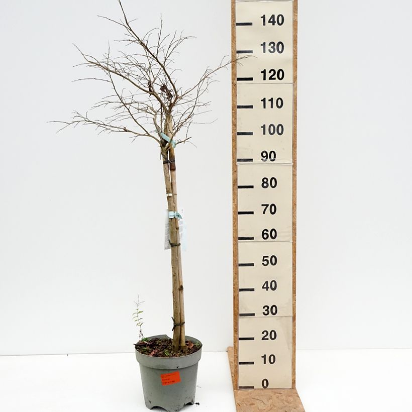 Lagerstroemia indica Pixie White - Crape Myrtle 7.5L/10L pot, Half standard sample as delivered in autumn