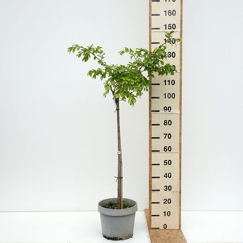 Lagerstroemia indica Pixie White - Crape Myrtle 7.5L/10L pot sample as delivered in summer