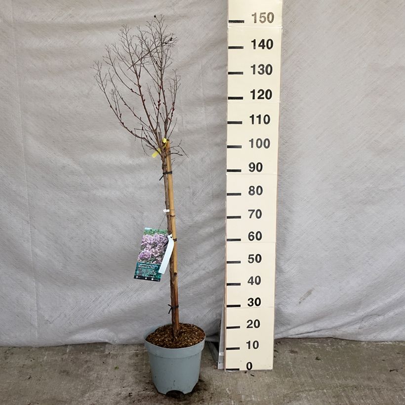 Lagerstroemia indica Rhapsody in Pink - Crape Myrtle 7.5L/10L pot, Standard sample as delivered in spring