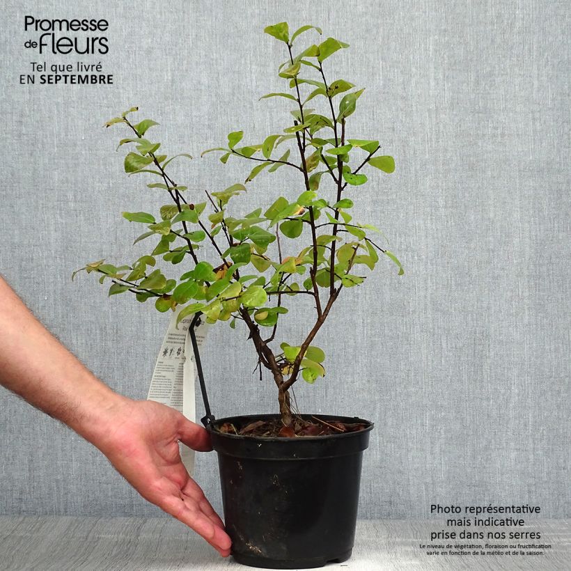 Lagerstroemia indica Rose Fuchsia - Crape Myrtle 3L/4L pot sample as delivered in autumn