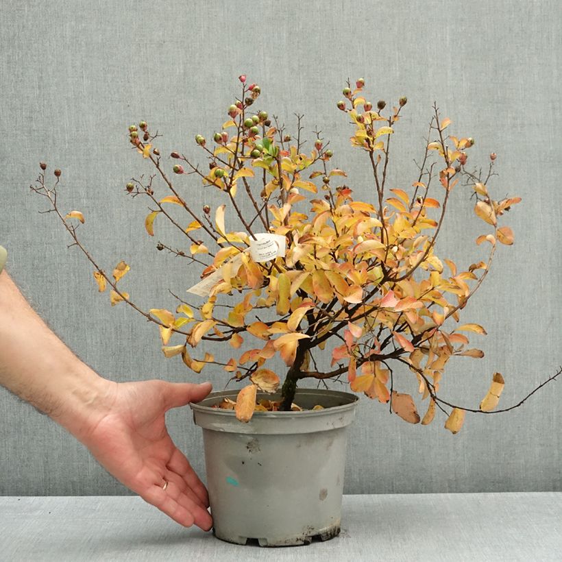 Lagerstroemia indica Soir dEté - Crape Myrtle 3L/4L pot sample as delivered in autumn