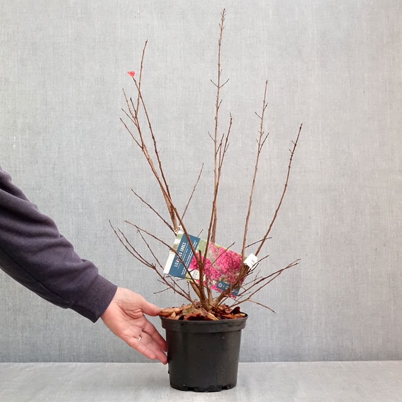 Lagerstroemia Summer Charm Tonto - Crape Myrtle 3L/4L pot sample as delivered in autumn