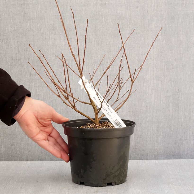 Lagerstroemia Summer Charm Tonto - Crape Myrtle 3L/4L pot sample as delivered in winter