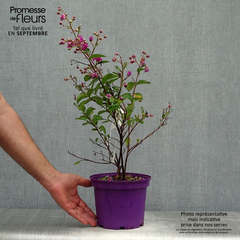 Lagerstroemia indica Indyvio Summer Violet - Crape Myrtle 3L/4L pot sample as delivered in autumn