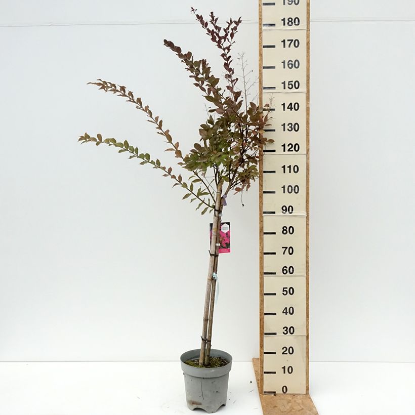 Lagerstroemia indica With Love Kiss - Crape Myrtle 7.5L/10L pot sample as delivered in summer