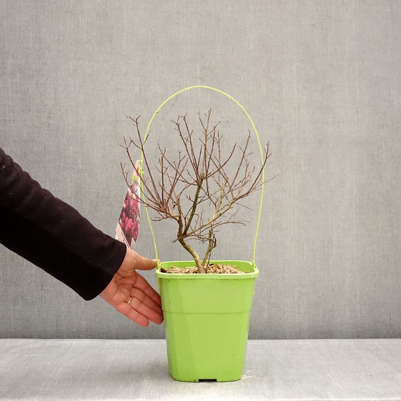 Lagerstroemia indica With Love Kiss - Crape Myrtle 3L/4L pot sample as delivered in winter