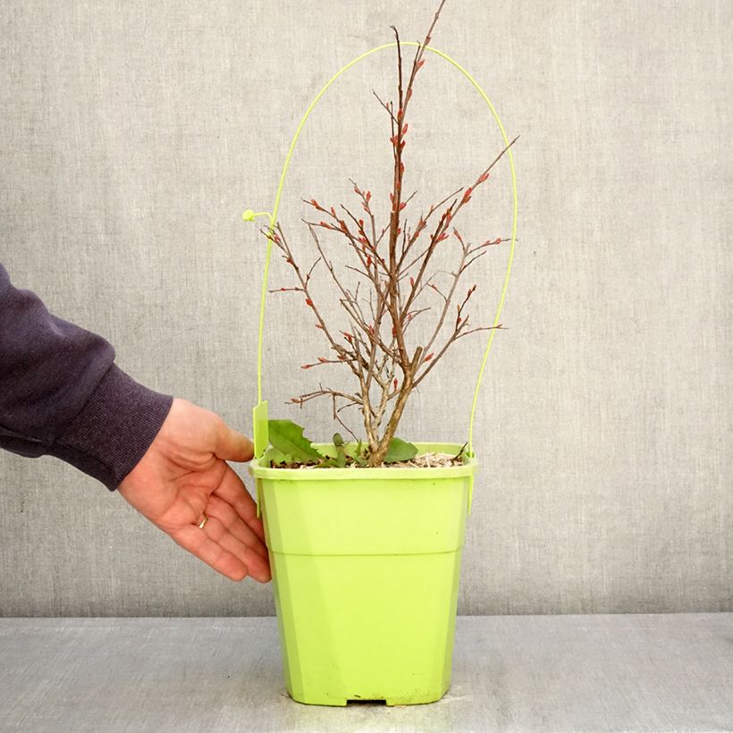 Lagerstroemia indica With Love Kiss - Crape Myrtle 3L/4L pot sample as delivered in spring