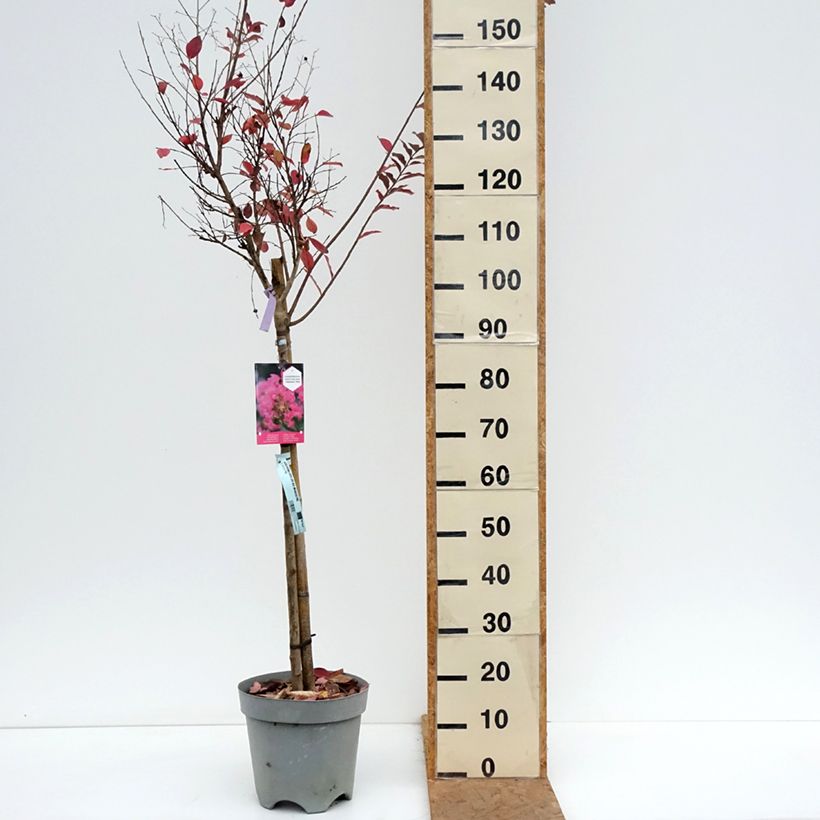 Lagerstroemia indica With Love Kiss - Crape Myrtle 7.5L/10L pot sample as delivered in autumn