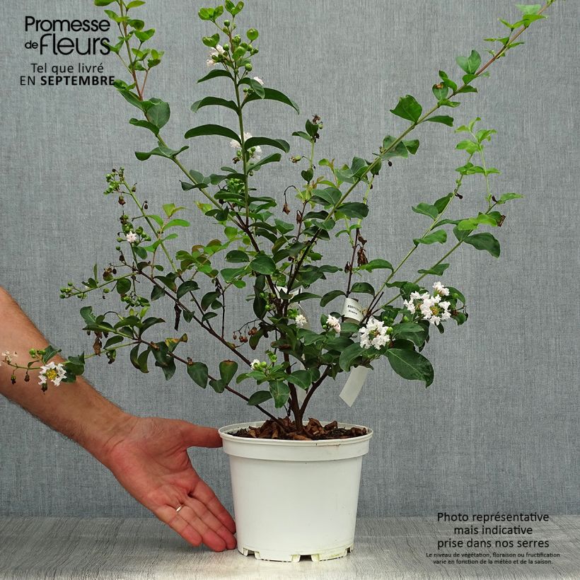 Lagerstroemia indica Neige dEté - Crape Myrtle 3L/4L pot sample as delivered in autumn