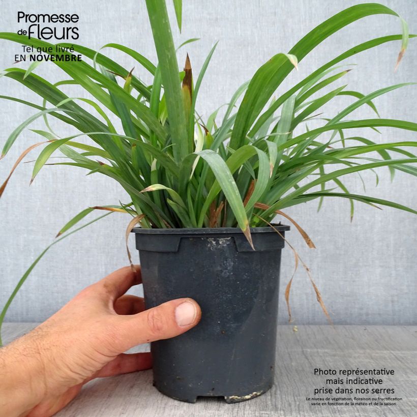 Carex laxiculmis Bunny Blue 2L/3L pot sample as delivered in autumn