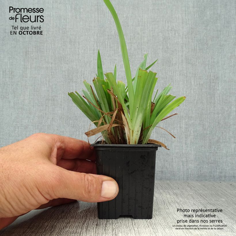 Carex laxiculmis Bunny Blue 8/9 cm pot sample as delivered in autumn