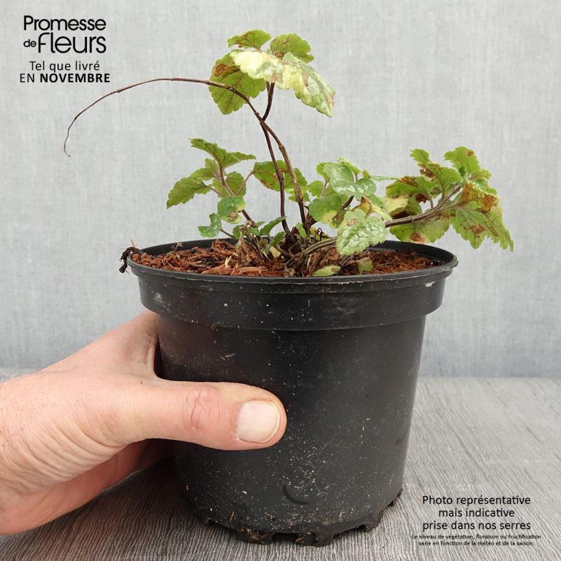 Lamium galeobdolon Florentinum - Yellow Deadnettle 2L/3L pot sample as delivered in autumn