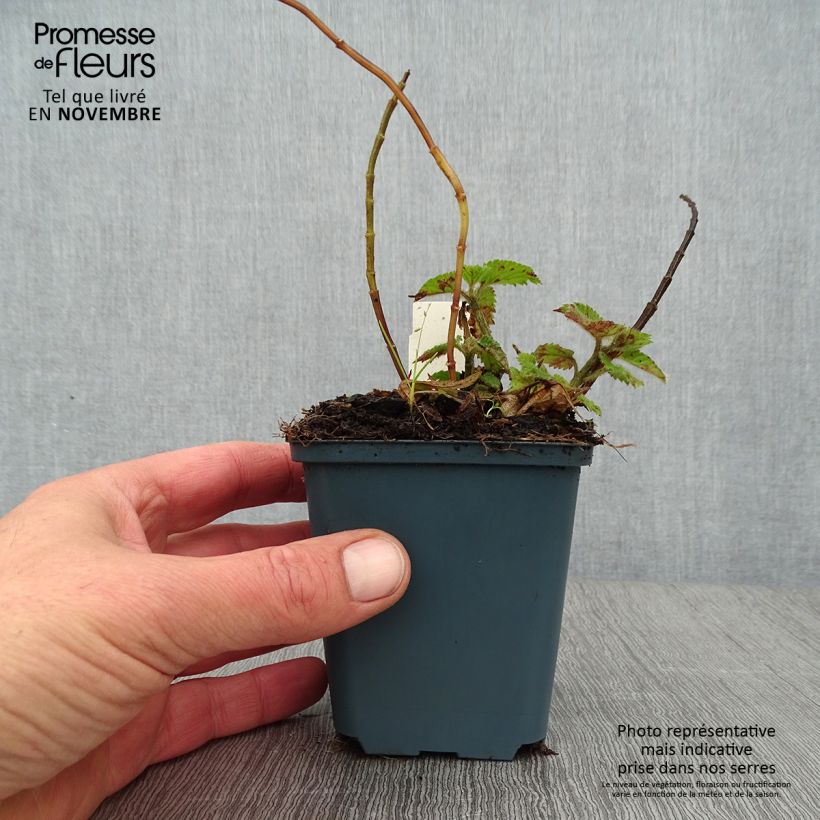 Lamium galeobdolon Kirkcudbright Dwarf - Yellow Deadnettle 8/9 cm pot sample as delivered in autumn