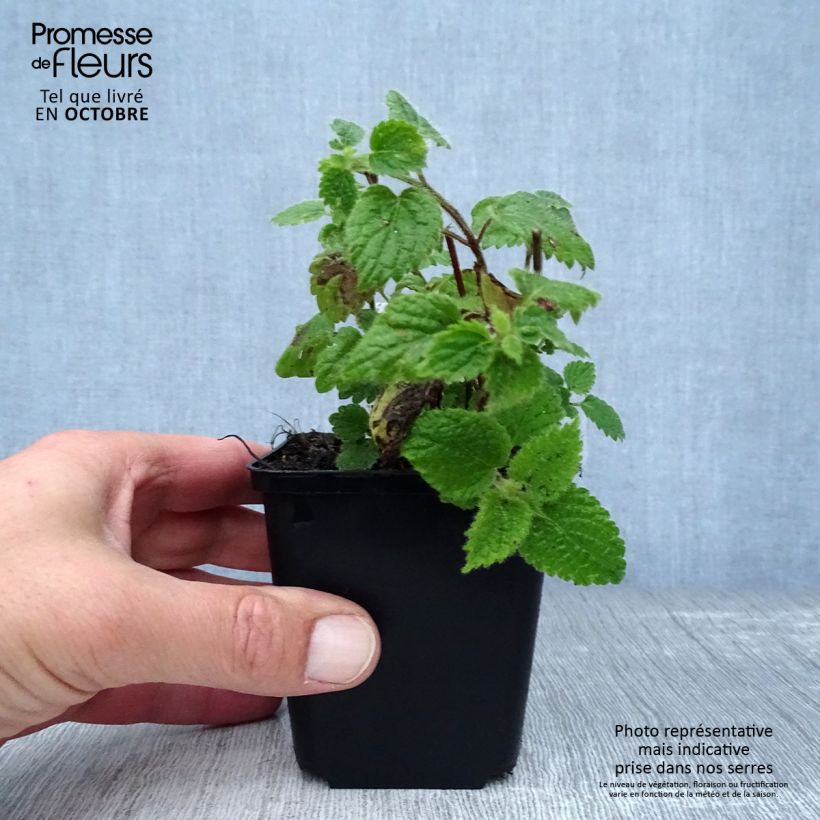 Lamium galeobdolon - Yellow Deadnettle 8/9 cm pot sample as delivered in autumn