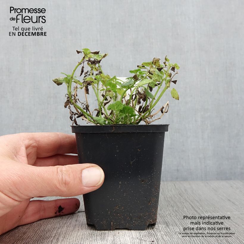 Lamium maculatum Album - Spotted Deadnettle 8/9 cm pot sample as delivered in autumn