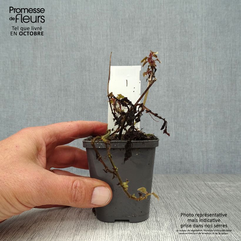 Lamium maculatum Anne Greenaway - Spotted Deadnettle 8/9 cm pot sample as delivered in autumn