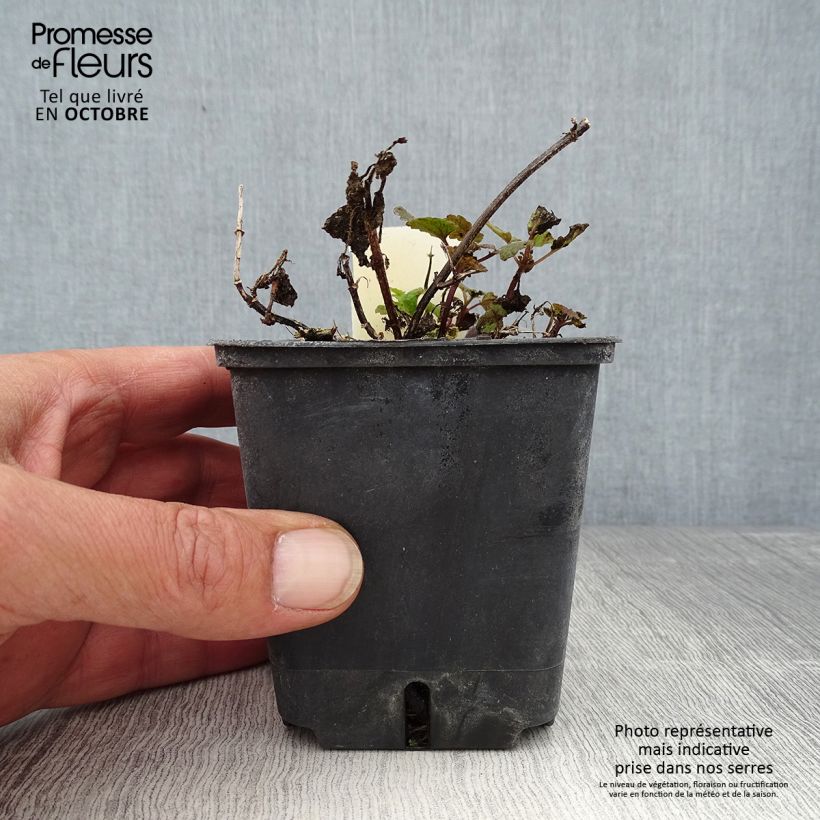 Lamium maculatum Chequers - Spotted Deadnettle 8/9 cm pot sample as delivered in autumn