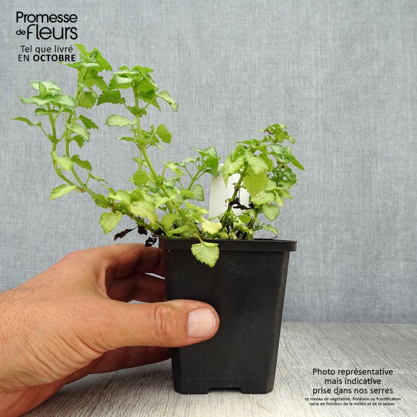 Lamium maculatum Pink Pewter - Spotted Deadnettle 8/9 cm pot sample as delivered in autumn