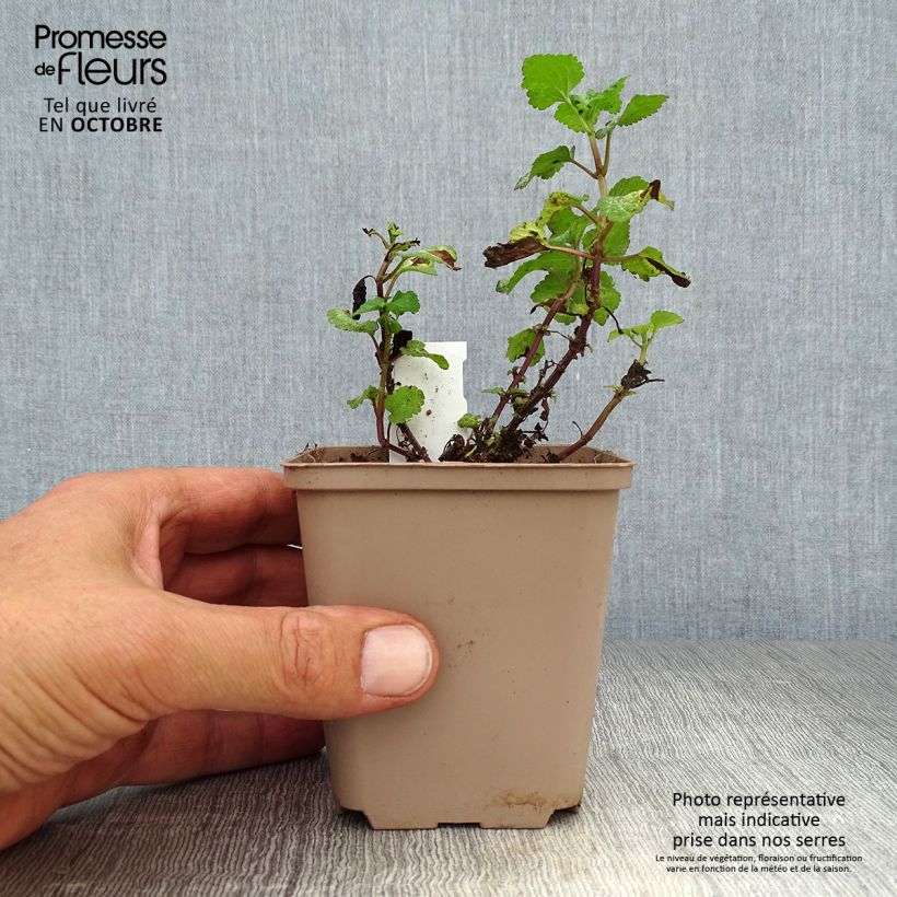 Lamium maculatum Purple Dragon - Spotted Deadnettle 8/9 cm pot sample as delivered in autumn