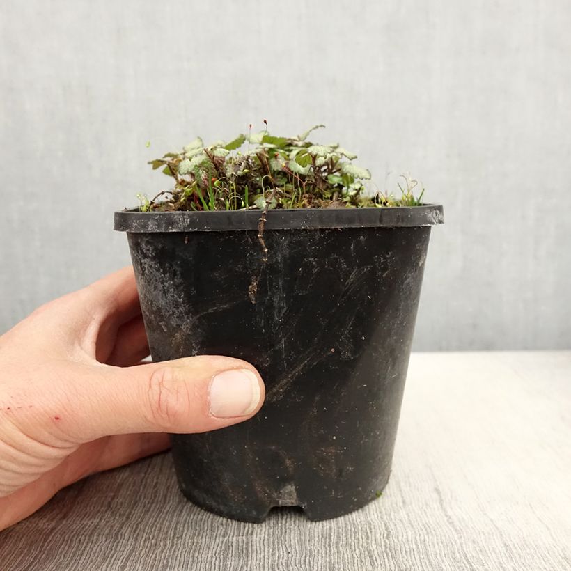 Lamium maculatum Purple Dragon - Spotted Deadnettle 1.5L/2L pot sample as delivered in spring