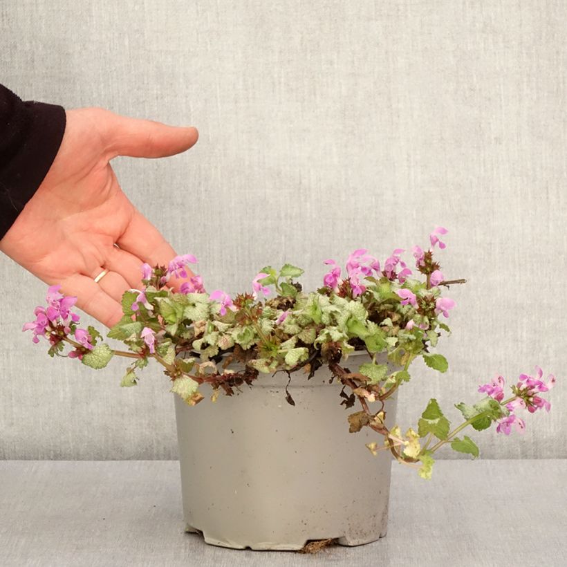 Lamium maculatum Red Nancy - Spotted Deadnettle 2L/3L pot sample as delivered in spring