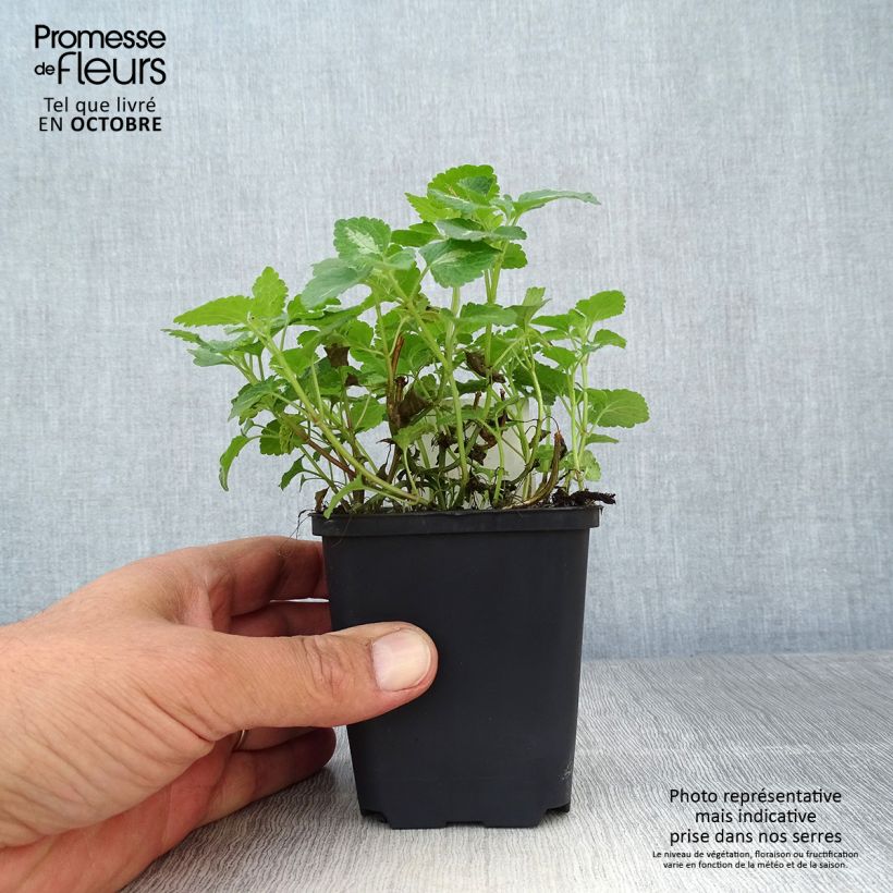 Lamium maculatum Roseum - Spotted Deadnettle 8/9 cm pot sample as delivered in autumn