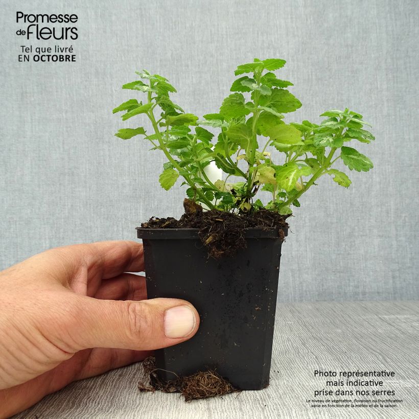 Lamium maculatum Shell Pink - Spotted Deadnettle 8/9 cm pot sample as delivered in autumn