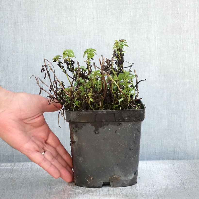 Lamium maculatum Shell Pink - Spotted Deadnettle 2L/3L pot sample as delivered in autumn