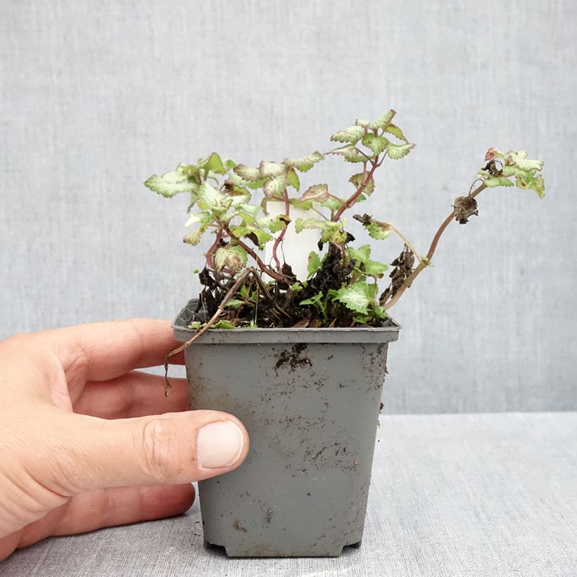 Lamium maculatum Silver Sterling - Spotted Deadnettle 8/9 cm pot sample as delivered in autumn