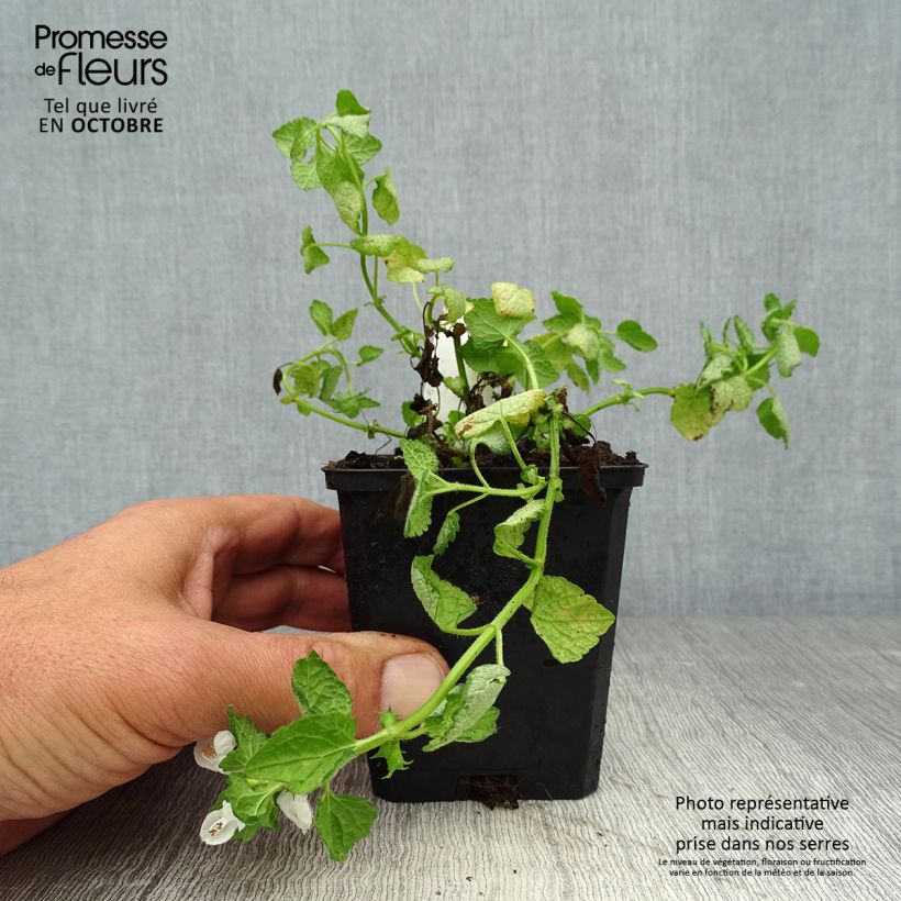 Lamium maculatum White Nancy - Spotted Deadnettle 8/9 cm pot sample as delivered in autumn