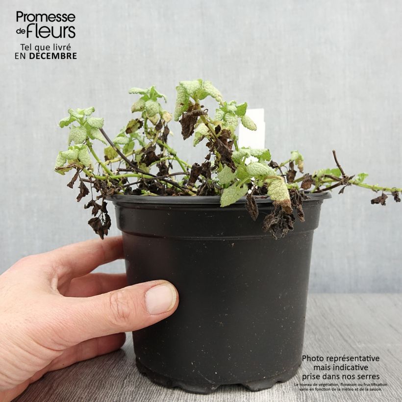 Lamium maculatum White Nancy - Spotted Deadnettle 2L/3L pot sample as delivered in autumn