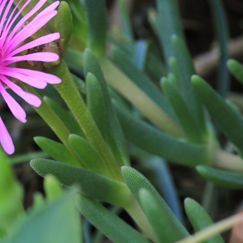 Lampranthus aurantiacus Pink Flowers (Foliage)