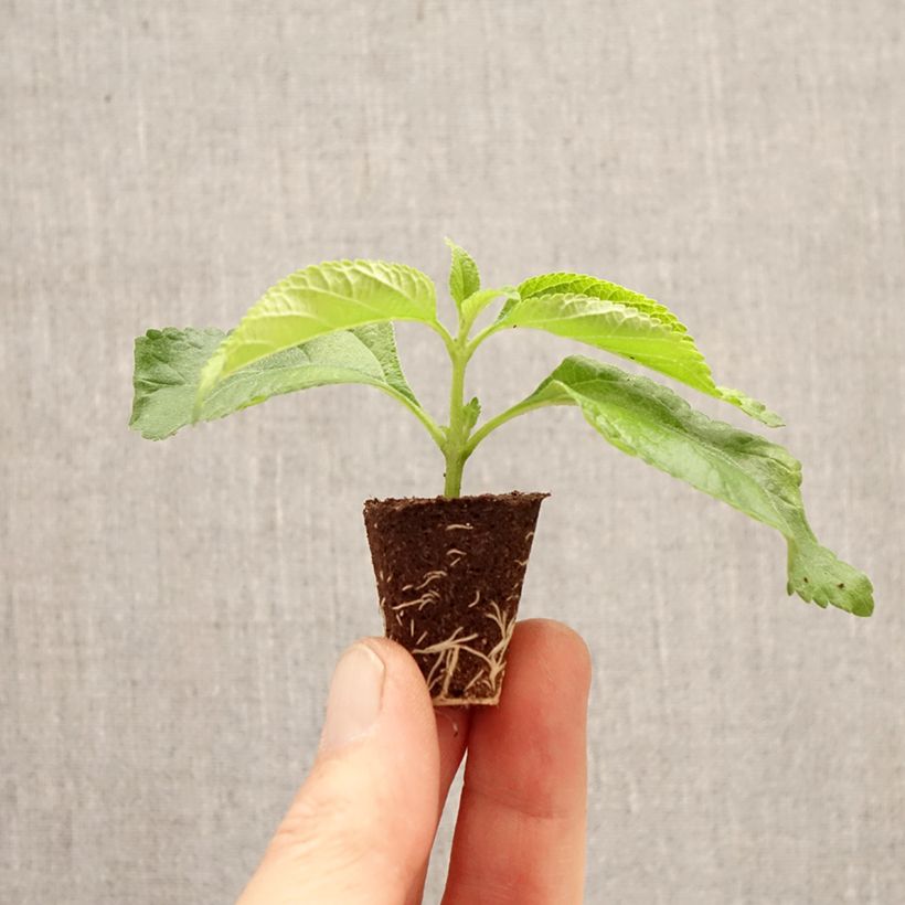 Lantana camara Bloomify White -  - West Indian Lantana Plug plant 3/4cm sample as delivered in spring