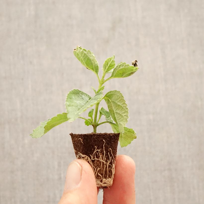 Lantana camara Shamrock Red - West Indian Lantana Plug plant 3/4cm sample as delivered in spring