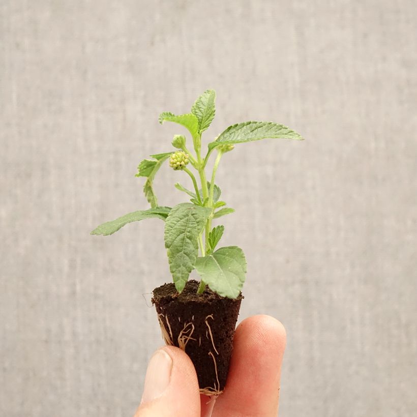 Lantana camara PassionFruit ('Ballanpaf') - Common Lantana, Spanish Flag, West Indian Lantana Plug plant 3/4cm sample as delivered in spring